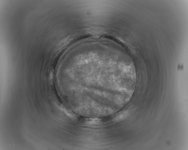 X0000091290288200709071038