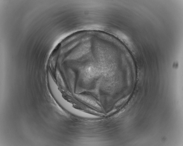 X0000091291184200709071025