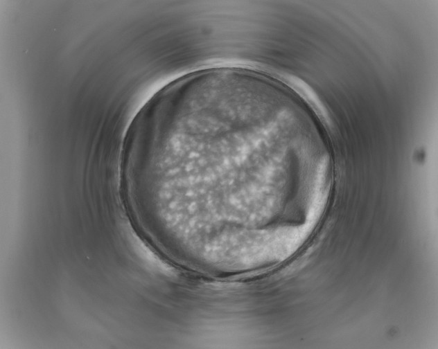 X0000091291244200709071025