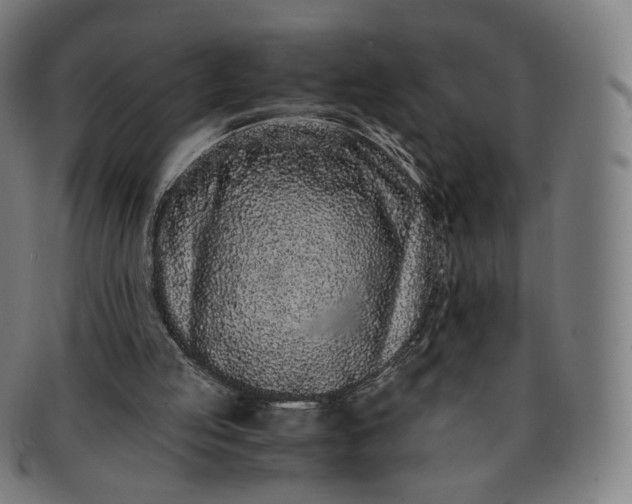 X0000091300053200708241100