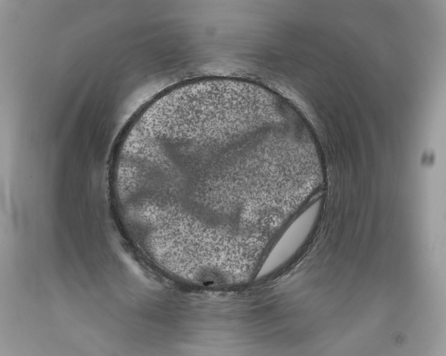 X0000091300626200709071053