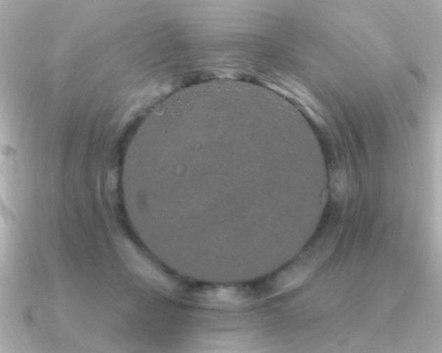 X0000091310365200708101507