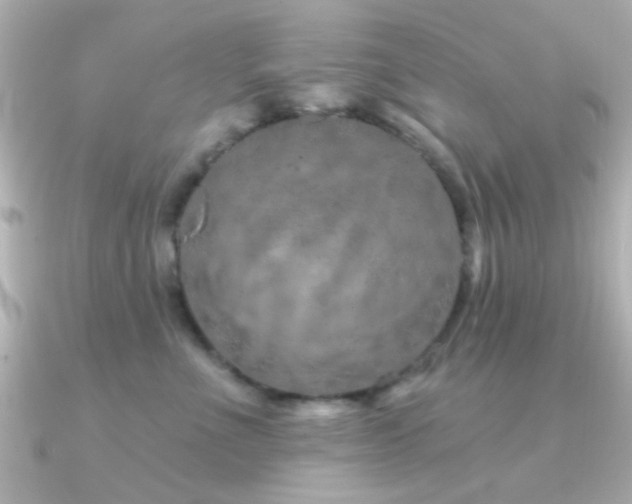 X0000091310523200708101505