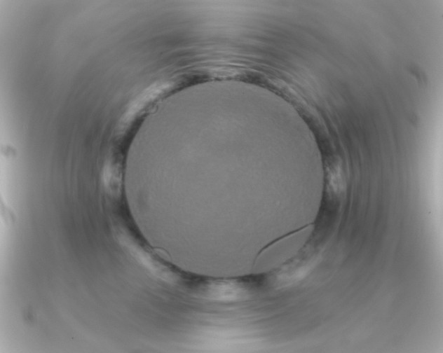 X0000091310666200708101504