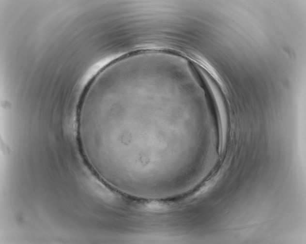 X0000091310787200708101502