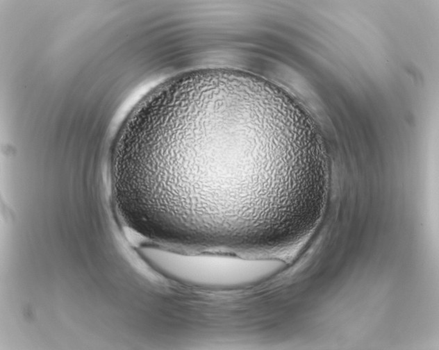 X0000091310796200708101502