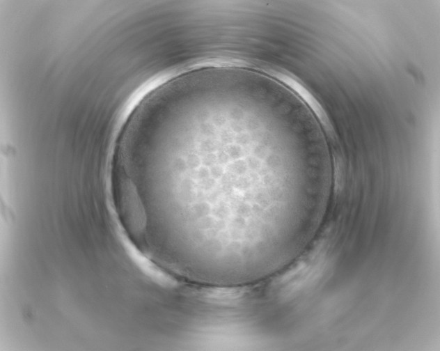 X0000091310861200708101502