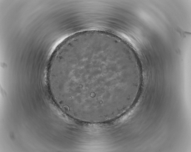 X0000091310875200708101501