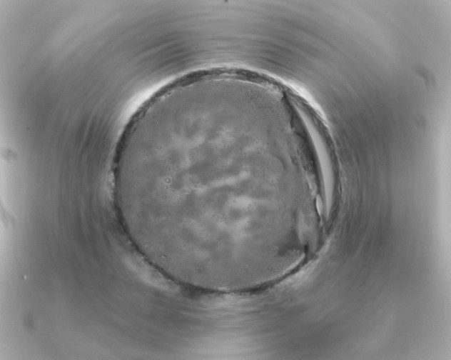 X0000091310879200708101501