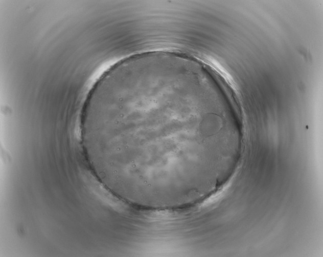 X0000091310883200708101501