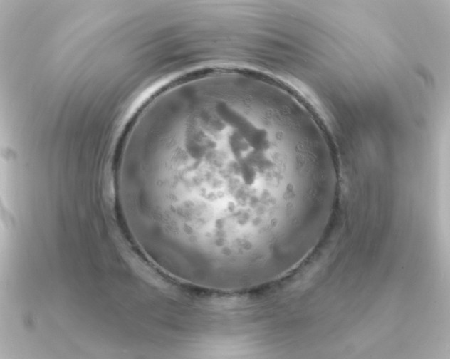 X0000091310887200708101501