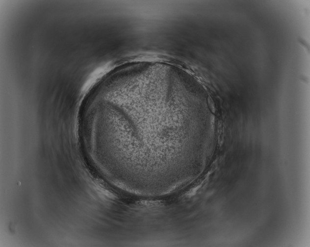 X0000091310296200708241120