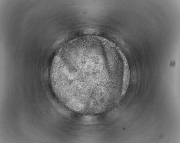 X0000091310375200709071119