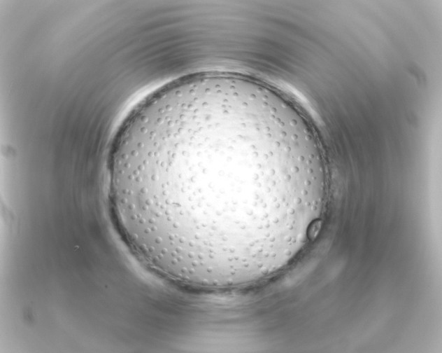 X0000091331125200708100957