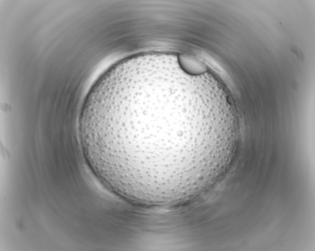 X0000091331283200708100955