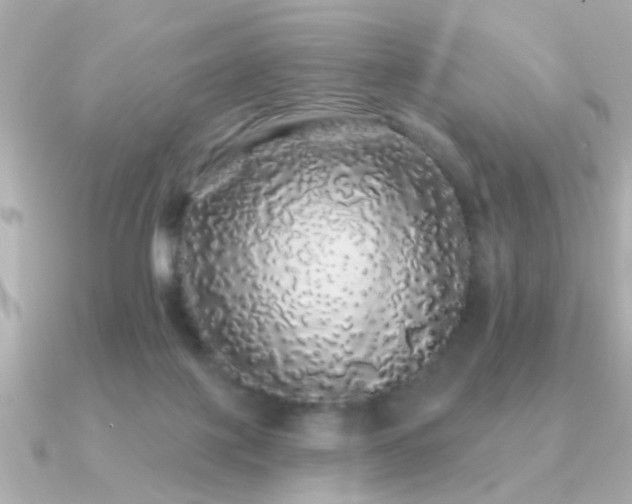 X0000091330075200708101433