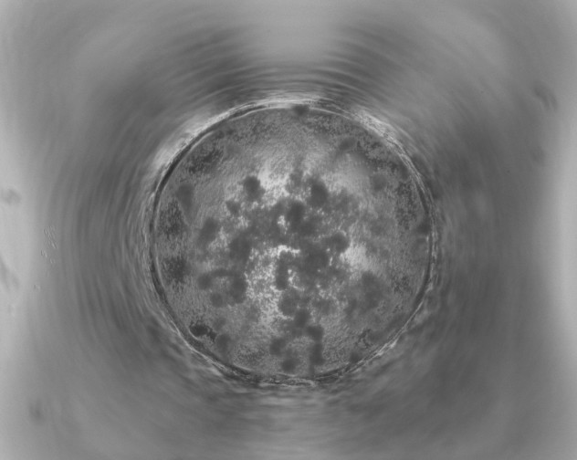 X0000091330337200708101429