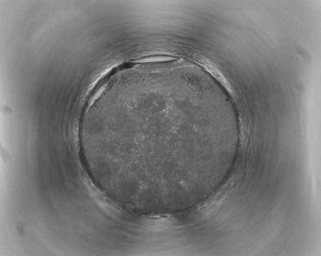 X0000091330386200708101429