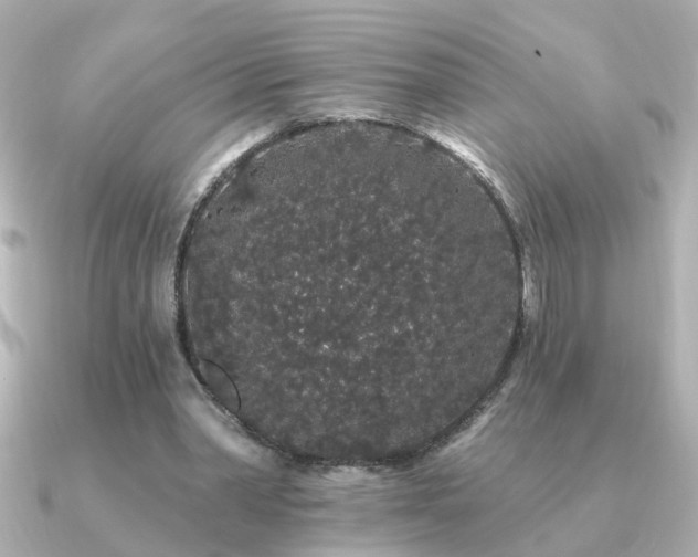 X0000091330390200708101429