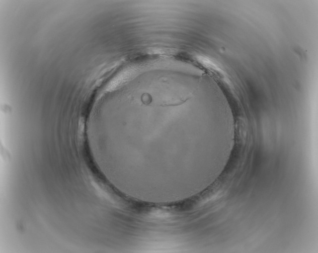 X0000091330550200708101428