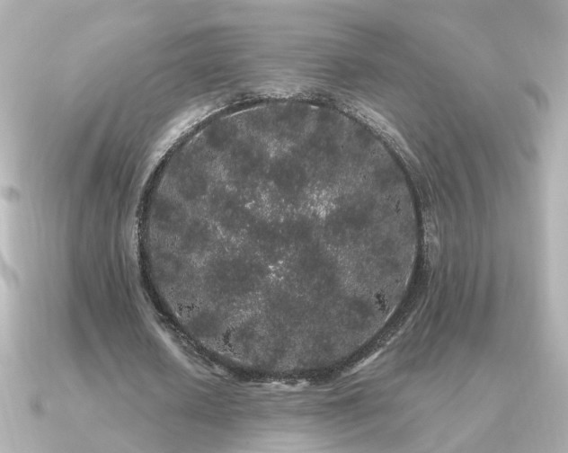 X0000091330626200708101426