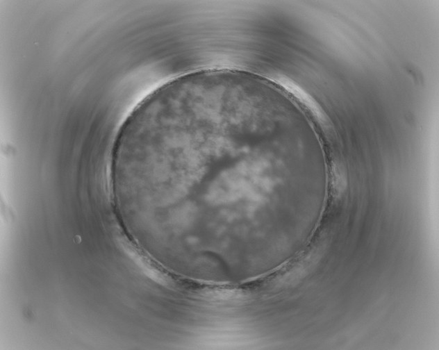 X0000091330886200708101424