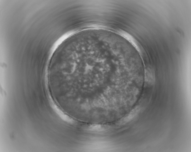 X0000091331098200708101421