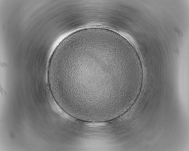 X0000091331296200708101419