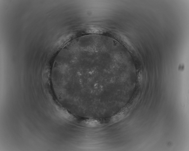 X0000091330322200708171356