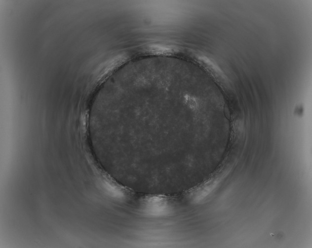 X0000091330325200708171356