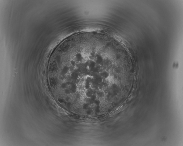 X0000091330337200708171355