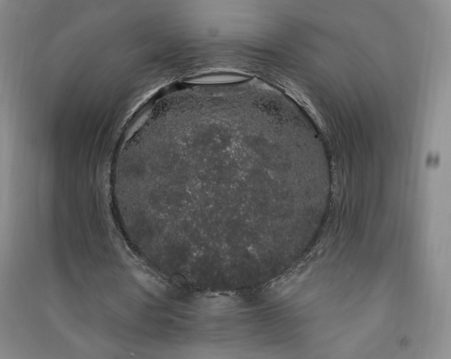 X0000091330386200708171355