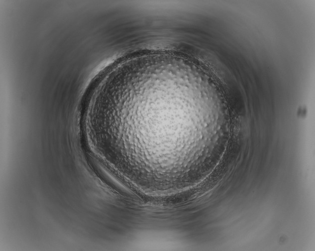 X0000091330727200708171350