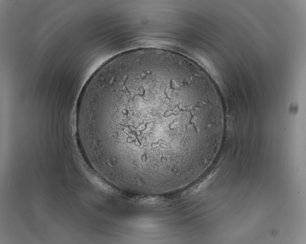 X0000091330891200708171348