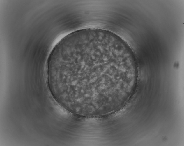 X0000091331078200708171346