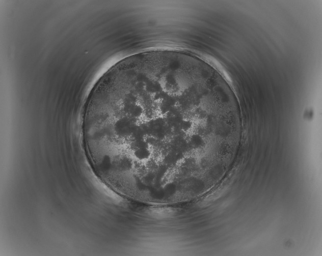 X0000091331243200708171344