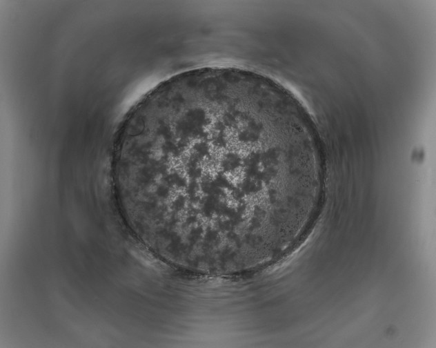 X0000091331263200708171344