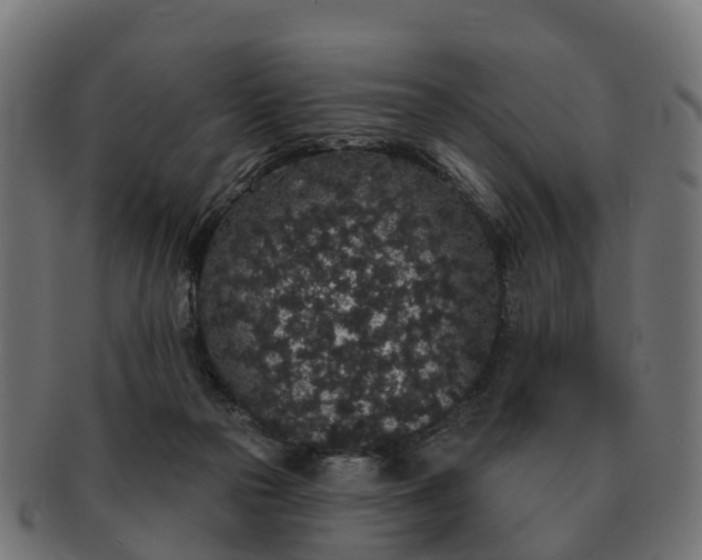 X0000091330169200708241209