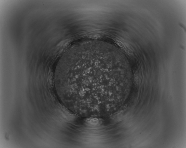 X0000091330181200708241209