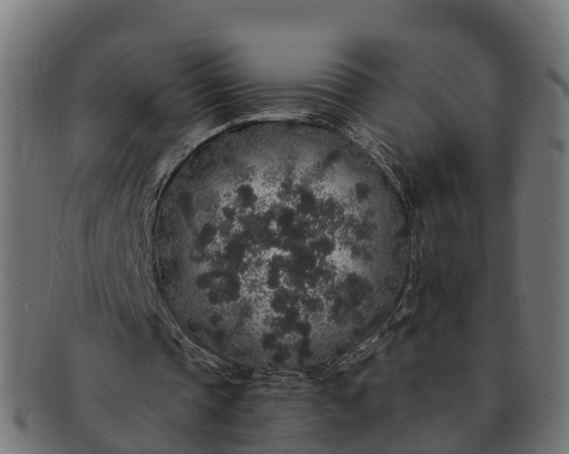 X0000091330337200708241206