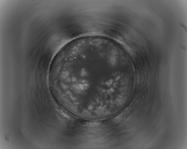 X0000091331278200708241152