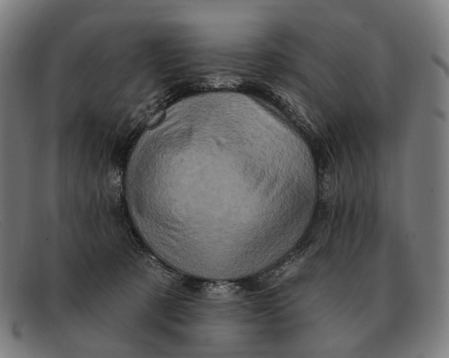 X0000091330321200708311441