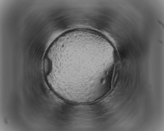 X0000091331287200708311429