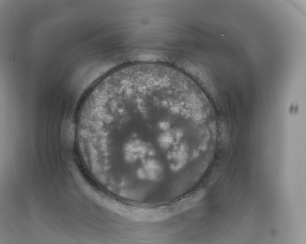 X0000091330016200709071207