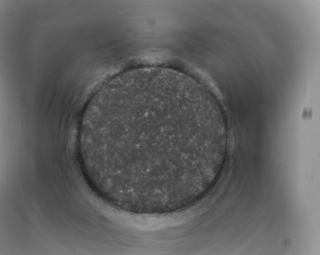 X0000091330018200709071206