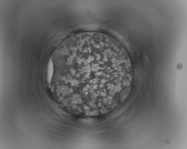 X0000091330069200709071206