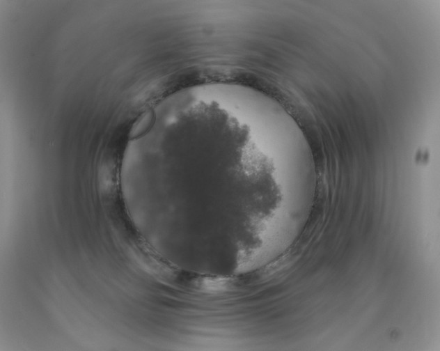 X0000091330134200709071205