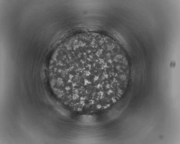 X0000091330169200709071204