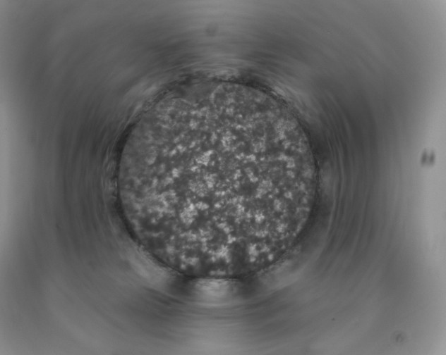 X0000091330181200709071204