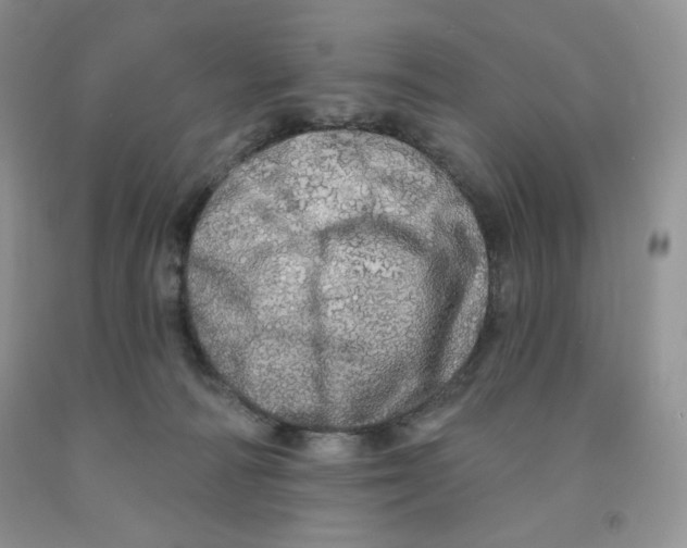 X0000091330226200709071204